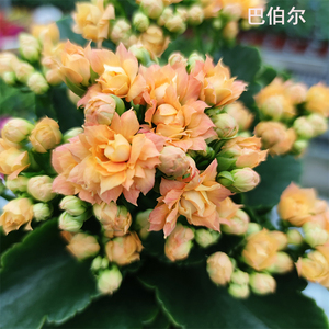 小微花园长寿花巴伯尔黄色大花巴黎复色重瓣单瓣岩丁阳台客厅庭院