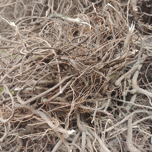 555浪里淘沙淘宝朱砂根中药材小罗伞根部凉伞珍珠盖无硫八爪金龙