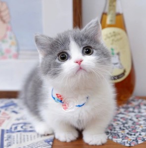 英短蓝白猫宠物猫活体英国短毛猫纯种猫蓝白猫幼猫矮脚蓝白猫幼崽