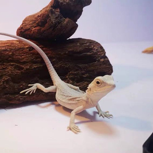 鬃狮蜥蜴宠物活物小型超白zero苗可爱不咬人无毒新手小孩爬宠包活