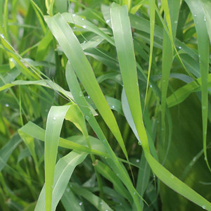 【现货】avat/avnp玫瑰草精油palmarosa5ml 10ml 30ml