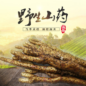 铁棍山药野生