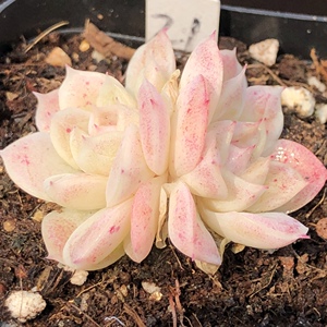 颜如玉 颜值高 一物一拍 阳台窗台办公桌室多肉绿植 小e多肉园