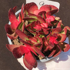 紫蝶 状态美 阳台窗台办公桌室内盆栽多肉绿植一物一拍秋季容易养