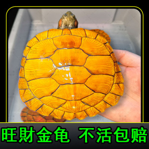 9911人付款淘宝招财金钱龟黄金招财龟鳄龟观赏金龟宠物