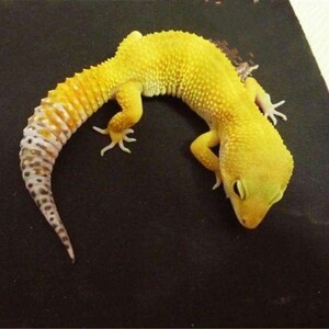 【】豹纹守宫鬃狮蜥蜴新手入门爬宠幼体可爱温顺好养好上手