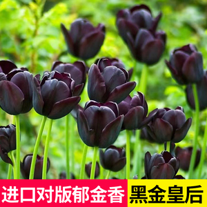 夜皇后重瓣黑色郁金香种球水培花种子进口稀有品种5五度土培耐寒