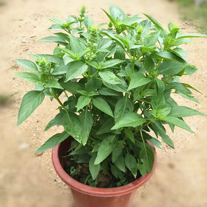 金不换食用植物九层塔盆栽金不换苗鱼香草绿植 食用香草 西餐料理