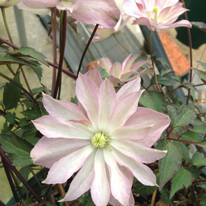 小亦的花园淘宝小亦花园铁线莲蒙大拿组杰出桃山玫瑰花蕾绿眼睛雪之