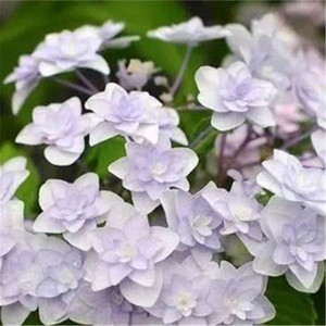 星花火 绣球花【少波月季】【12厘米盆】