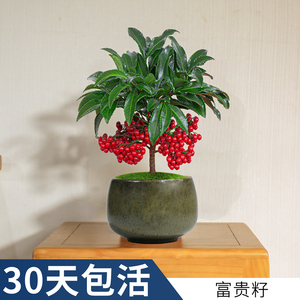 富贵籽盆栽带果黄金万两室内客厅旺宅耐寒绿植创意盆景阳台植物