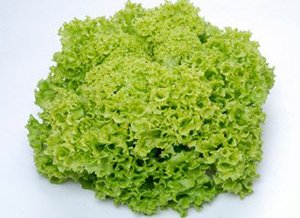 新生蔬菜绿毛生菜 绿珊瑚生菜 沙拉菜绿叶生菜 9元/500g
