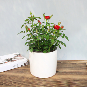 花卉盆栽月月红