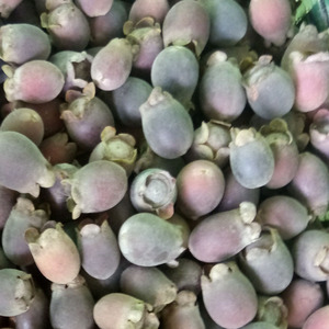 6斤装包邮野生新鲜泡酒料桃金娘稔子乌肚捻子棯子山念子岗菍豆稔