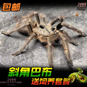 斜角巴布宠物蜘蛛1-12厘米凶猛好养独特黑角兽盘丝大仙活体