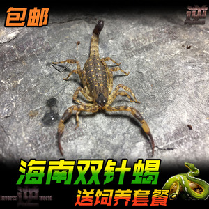 海南双针蝎 5厘米左右成体新手宠物蝎子活体雨林蝎国产经典送套装