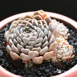 墨西哥姬莲多肉