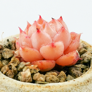 壹分皿 小海螺精控肉肉植物多肉种好2-3cm萌状态佳家庭园艺绿植