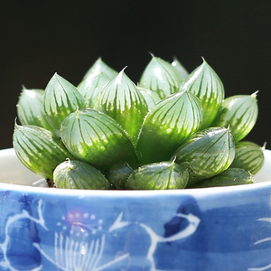 壹分皿黑肌玉露多肉植物盆栽桌面肉肉植物玉露类十二卷办公室组盆