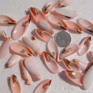 海螺贝壳 螺嘴切割 3-4cm 孔雀尾 扇贝 工艺品 3元6片