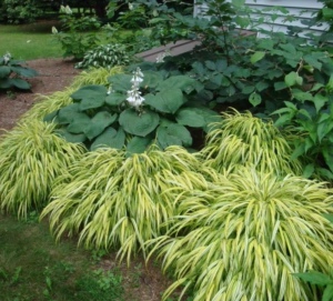 日本知风草 箱根草 1加仑多年生宿根耐阴庭院花境观赏草