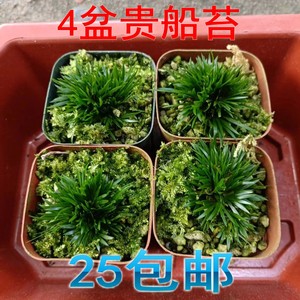 4盆日本贵船苔包邮迷你菖蒲苔藓微景观素材懒人植物假山草水陆缸