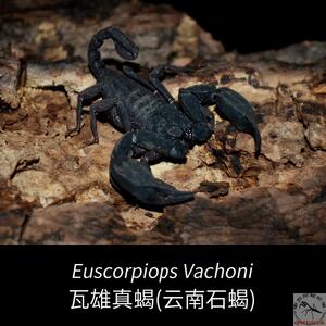 瓦雄真蝎云南扁石蝎雨林型黑色蝎子桌面造景宠物新手爬虫热卖包邮