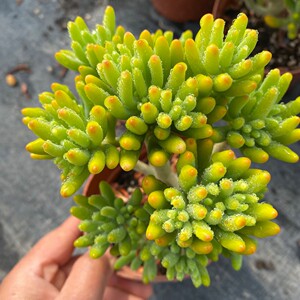 八千代云南多头老桩多肉植物花卉盆栽大尺寸新手易养组合萌肉肉