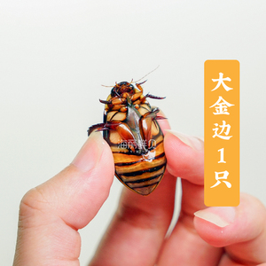 龙虱宠物水蟑螂金边龙虱水龟虫水甲虫水龟水鳖盖活体发货全国包活