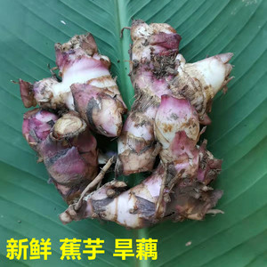 90tb052720131淘宝蕉芋种苗新鲜番芋种子旱藕苗姜藕苗绿植盆栽食用