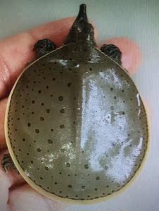 鳖角鳖角鳖苗观赏甲鱼活体宠物乌龟背甲4—10厘米(顺丰快递)