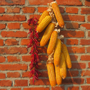 干老玉米串辣椒串组合老玉米穗真玉米棒带叶电影电视道具农家装饰