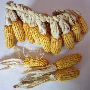 成串老干小玉米棒真玉米棒 苞米装饰 带叶带皮农家乐饰品影视挂件