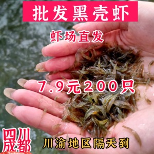 黑壳虾除藻虾清洁工观赏虾冷水淡水活体饲料鱼缸水草草缸套餐特大