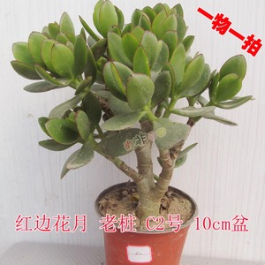 红边玉树 花月老桩 室内净化空气 多肉植物 一物一拍 南非囡囡