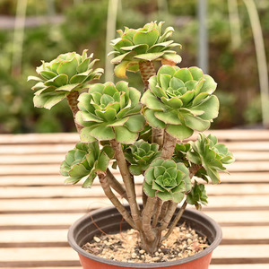 君美丽绿玫瑰多头群生老桩法师一物一拍莲花掌属绿植花卉多肉植物