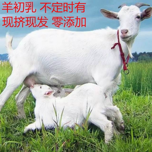羊初乳新鲜羊奶现挤纯羊奶鲜羊奶康之乳500ml 不定时有