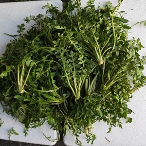 东北山野菜野生芥芥菜新鲜蔬菜食用农产品青菜250克4份包邮空运