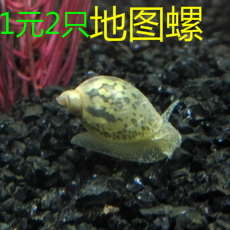 地图螺冷水螺囊螺水蜗牛观赏鱼缸虾缸草缸除藻吃残饵清洁螺工具螺