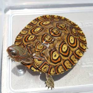 泽西的龟油彩木纹龟洪都拉斯陆养素食菜龟半水龟宠物龟乌龟包邮