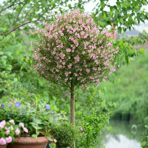 庭院网红木槿树苗木槿棒棒糖木槿庭院绿化工程绿篱花镜植物盆栽