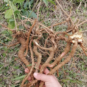 野生千斤拔500克包邮新鲜现挖千金拔一条根老鼠尾吊马桩金牛尾