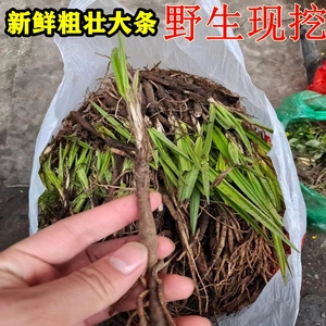 广西新鲜现挖中草药材地棕仙矛参先矛独脚仙茅仙毛500g包邮野生