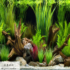 泰国水剑中后景水草鱼缸造景绿色活体细长淡水