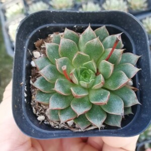 单头小和锦 多肉植物 部分带仔 大小参考7cm黑方