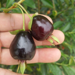 樱桃苗巴西黑玫瑰大樱桃树庭院盆栽四季常绿耐寒易种南方嫁接热卖