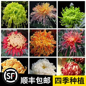 菊花种子九月菊金盏菊波斯菊万寿菊翠菊阳台易种花籽四季花草种子