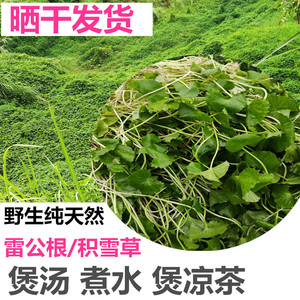 广西野生积雪草雷公根 崩大碗灯盏菜现挖纯露中草药凉茶干货250克