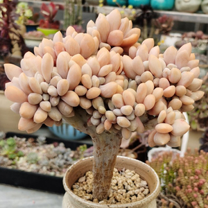 多肉植物醉美人缀化稀有新款贵货老桩阳台桌面绿植园艺花卉萌盆栽