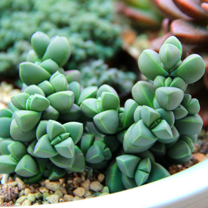 鹿角海棠多肉植物组合盆栽防辐射绿植花卉园艺办公室内萌肉肉盆景